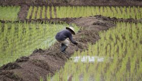 Rice field and Farmer in Thailand